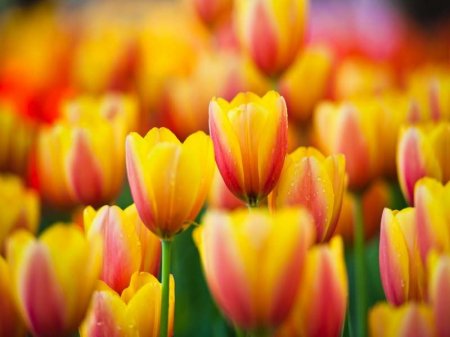 Desktop Wallpapers - Tulips